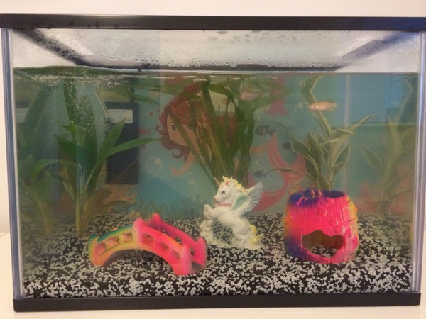 Start up tank getting cloudy