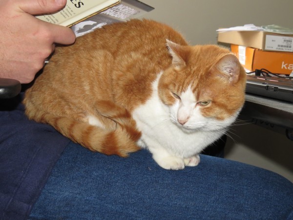 Shall we show off our cats? &#55357&#56832&#55357&#56832&#55357&#56832&#55357&#56832