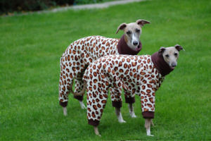 Greyhound, Whippet or Lurcher owner? Here's another pointy hounds cushion!