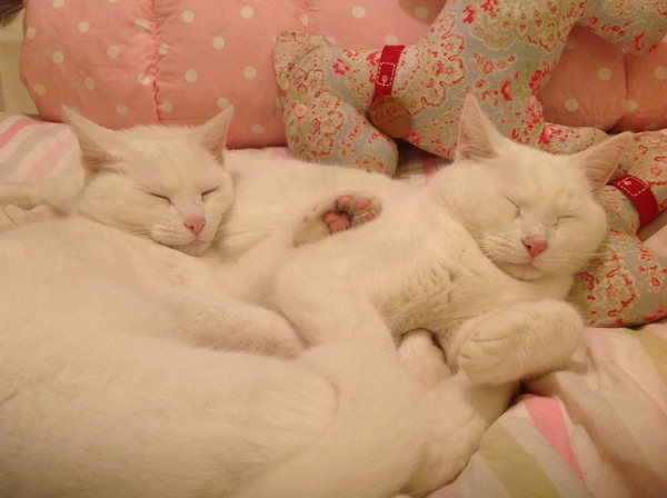 to let my cat sleep on my bed?
