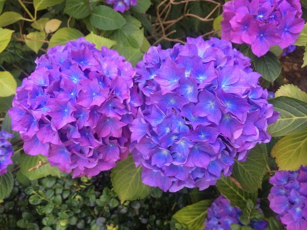 A garden is a lovesome thing, God wot!