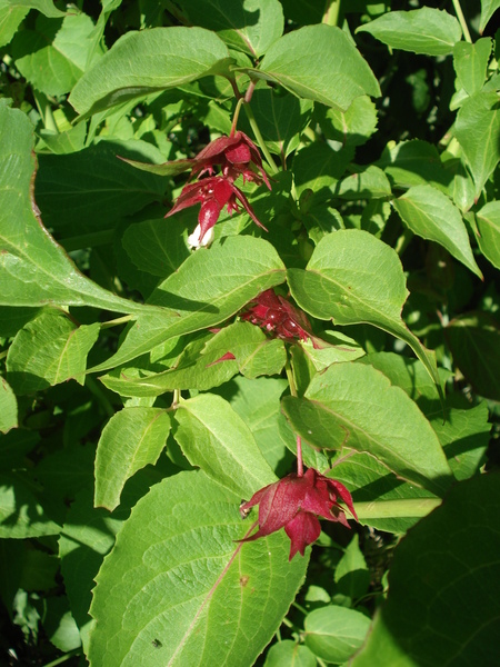 can you name these flowering and not-yet flowering plants?
