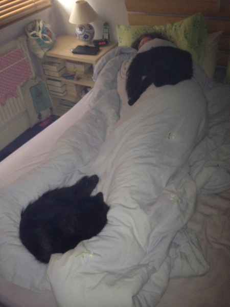 Ahh stop me adopting the entire rescue centre.