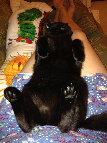 Where is your cat right now?