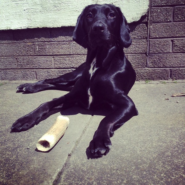 Help me find a complete food for my almost 1 year old! Getting desperate!