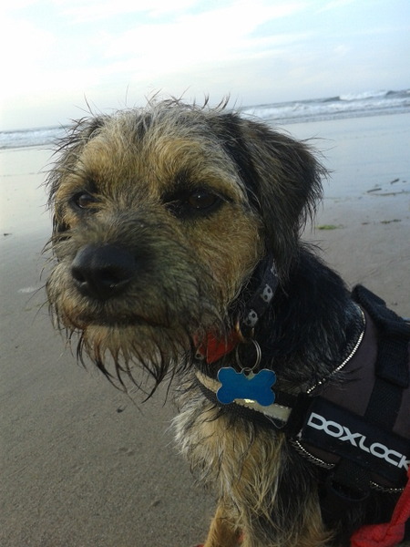Holidays with dogs - tips please!