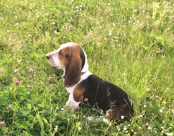 Basset Hound owners over this way please...