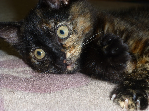 Should I shut the kitten in the kitchen?