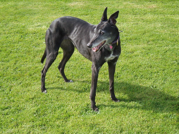 Greyhound, Whippet or Lurcher owner? Here's another pointy hounds cushion!