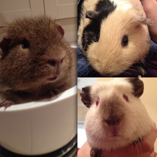 The "70" Sows have arrived ;)