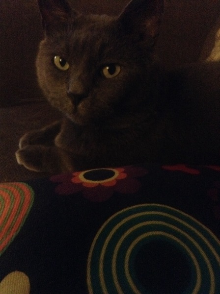 Shall we show off our cats? &#55357&#56832&#55357&#56832&#55357&#56832&#55357&#56832