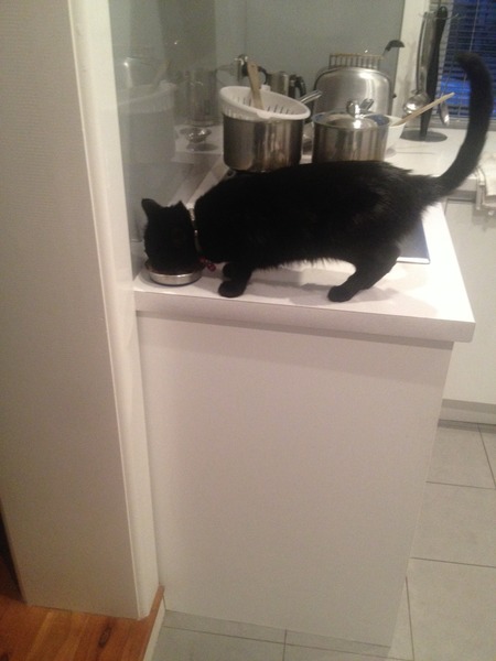 My lovely cat has gone missing - tell me some tales of cats that have come back please?