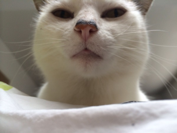 to let my cat sleep on my bed?
