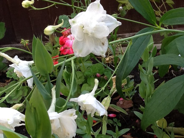 Can anyone identify this flower?