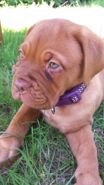 Please come and help me with some puppy problems