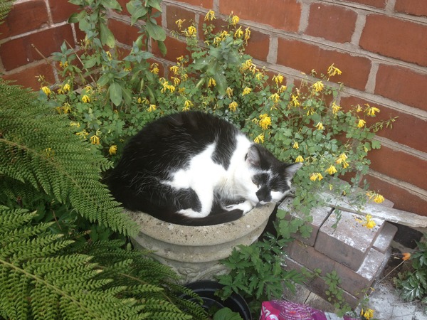 Could we rescue a cat?
