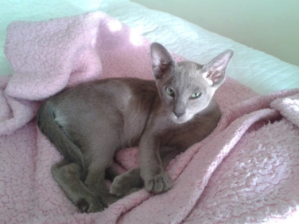 to let my cat sleep on my bed?