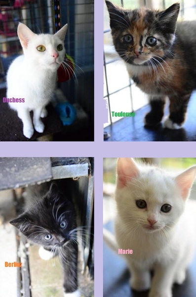 Shall we show off our cats? &#55357&#56832&#55357&#56832&#55357&#56832&#55357&#56832