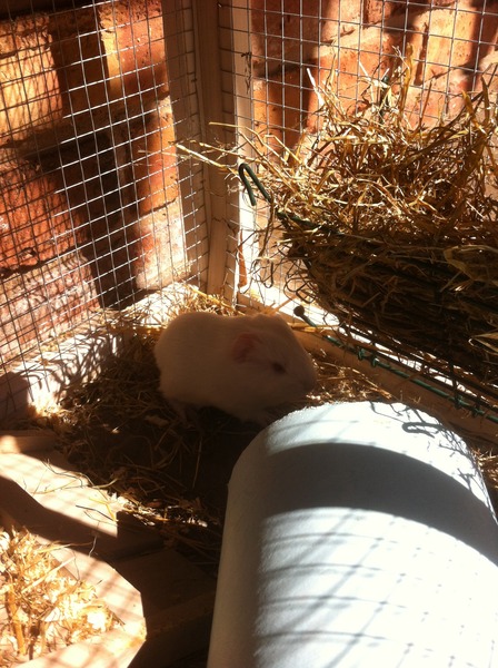 Guinea pig has just had a baby ð® help!