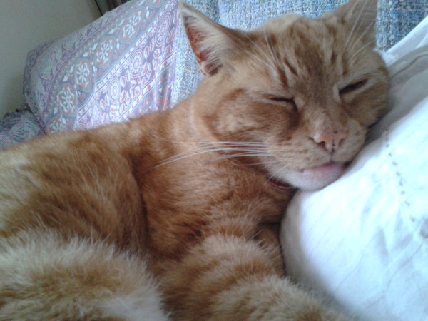 Just wondering why people don't adopt the very scaredy cats