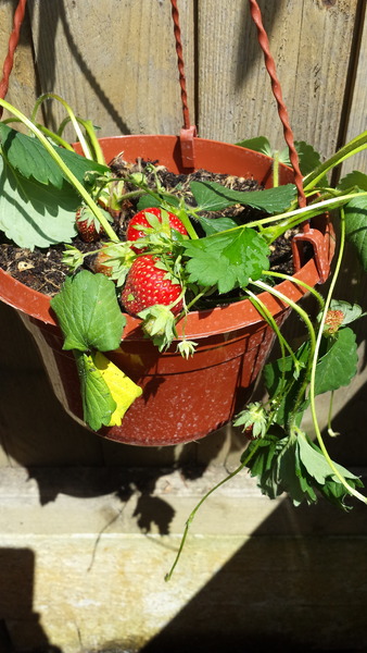 strawberry plant in pot can I leave it there?
