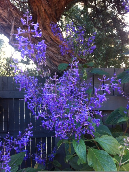 A garden is a lovesome thing, God wot!