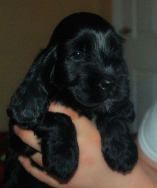 Please help me identify a dog.