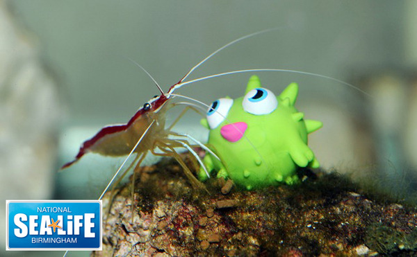 Win a brilliant Family Pass to National SEA LIFE Centre Birmingham!