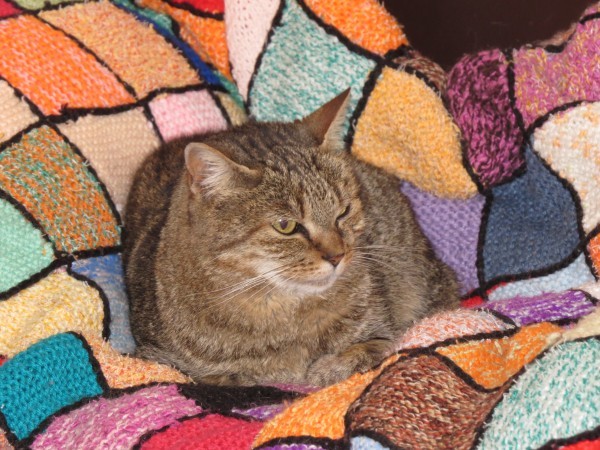 Shall we show off our cats? &#55357&#56832&#55357&#56832&#55357&#56832&#55357&#56832
