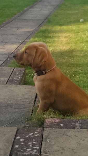 Getting a puppy, very nervous!