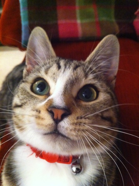 Shall we show off our cats? &#55357&#56832&#55357&#56832&#55357&#56832&#55357&#56832
