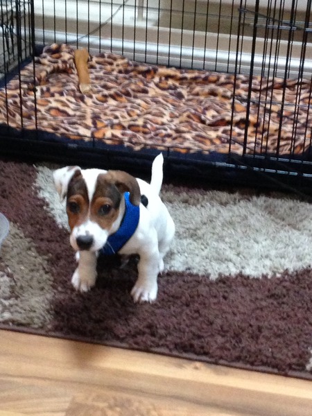 Some questions about puppies, vaccinations, socialisation etc