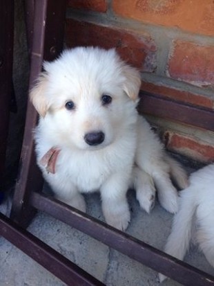 Names for a white German Shepard