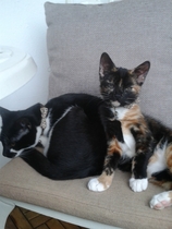 Shall we show off our cats? &#55357&#56832&#55357&#56832&#55357&#56832&#55357&#56832