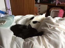 Shall we show off our cats? &#55357&#56832&#55357&#56832&#55357&#56832&#55357&#56832