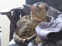 Shall we show off our cats? &#55357&#56832&#55357&#56832&#55357&#56832&#55357&#56832
