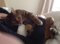 Think we've attracted a (rather lovely) stray!