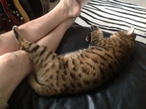Think we've attracted a (rather lovely) stray!