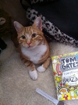 Shall we show off our cats? &#55357&#56832&#55357&#56832&#55357&#56832&#55357&#56832