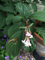 Anybody know what this is, please?