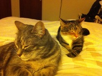 to let my cat sleep on my bed?