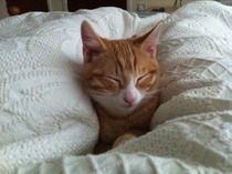to let my cat sleep on my bed?