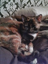 to let my cat sleep on my bed?