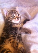 Kitten alert!!