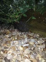 There's a hedgehog building a nest in my garden!