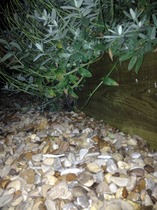 There's a hedgehog building a nest in my garden!