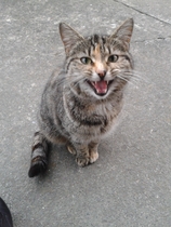 Taking on a stray cat. Any advice?