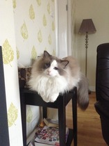 Shall we show off our cats? &#55357&#56832&#55357&#56832&#55357&#56832&#55357&#56832