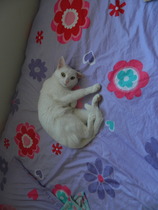 Shall we show off our cats? &#55357&#56832&#55357&#56832&#55357&#56832&#55357&#56832