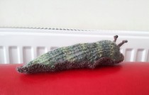 Woolly Hugs. A Woodland Themed Craft Sale and Auction for Mia's Wood.